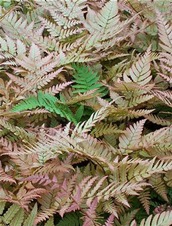 Dryopteris erythrosora