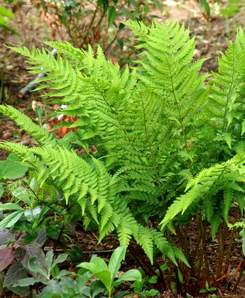 Dryopteris goldiana