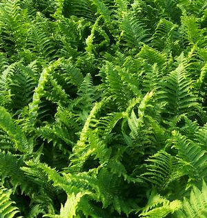 Dryopteris affinis 'The King'   ('Cristata')