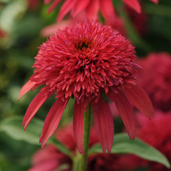 Echinacea Double Scoop 'Cranberry'