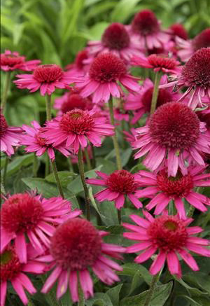 Echinacea 'Delicious Candy' 