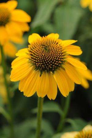 Echinacea 'Sombrero Lemon Yellow'