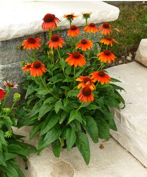 Echinacea 'Sombrero Flamenco Orange'