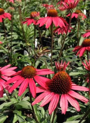 Echinacea 'Glowing Dream'