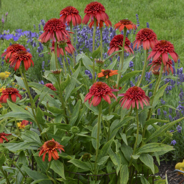 Echinacea 'Hot Papaya'  