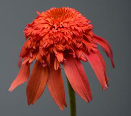 Echinacea Double Scoop 'Mandarin'