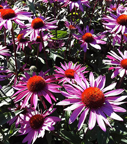 Echinacea purpurea 'Merlot' 