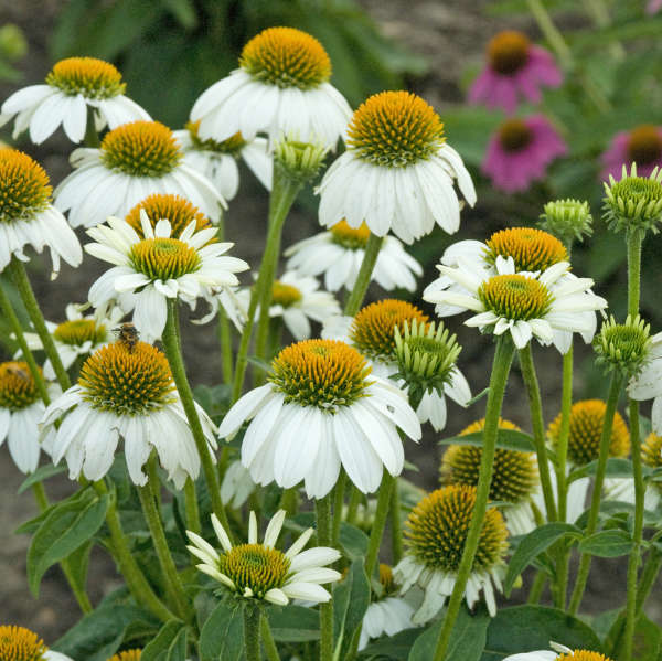 Echinacea Powwow 'White'