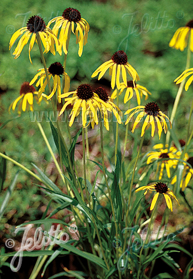 Echinacea paradoxa NEW