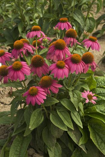 Echinacea Powwow 'Wild Berry'