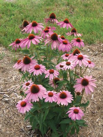 Echinacea purpurea 'Prairie Splendour'