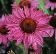 Echinacea purpurea 'Ruby Star'