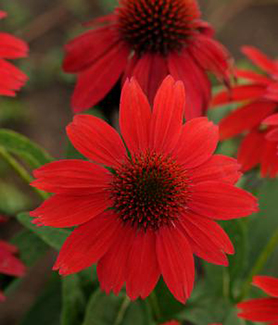 Echinacea 'Sombrero Salsa Red'