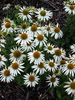 Echinacea purpurea 'Swan White' 