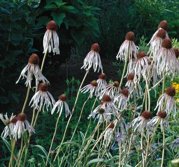 Echinacea pallida  Bestseller