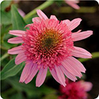 Echinacea Double Scoop 'Bubblegum'