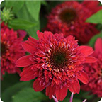 Echinacea Double Scoop 'Raspberry'