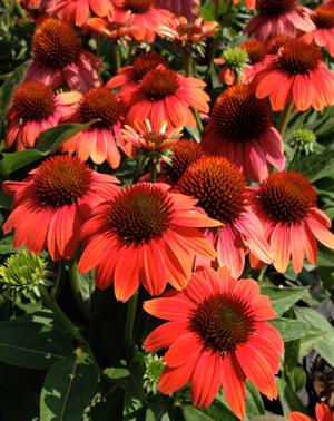 Echinacea 'Sombrero Hot Coral'