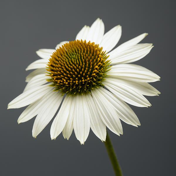 Echinacea 'Sombrero Blanco'   