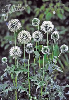 Echinops bannaticus 'Star Frost'  NEW