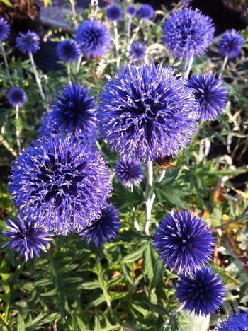 Echinops ritro 'Veitch's Blue' 