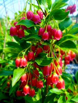 Enkianthus campanulatus 'Showy Lantern'