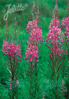 Epilobium angustifolium   NEW