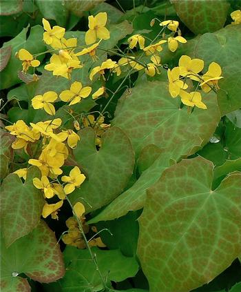 Epimedium x perralchium 'Frohnleiten'