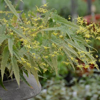 Epimedium x Sphinx Twinkler'  