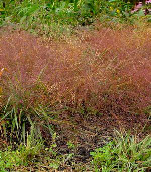 Eragrostis spectabilis