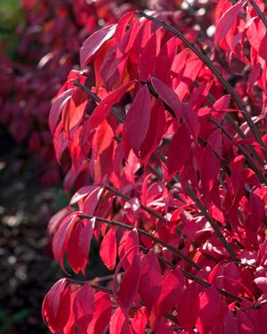 Euonymus alatus 'Compactus'