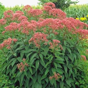 Eupatorium maculatum 'Atropurpureum' 