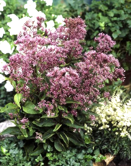 Eupatorium maculatum 'Phantom'  