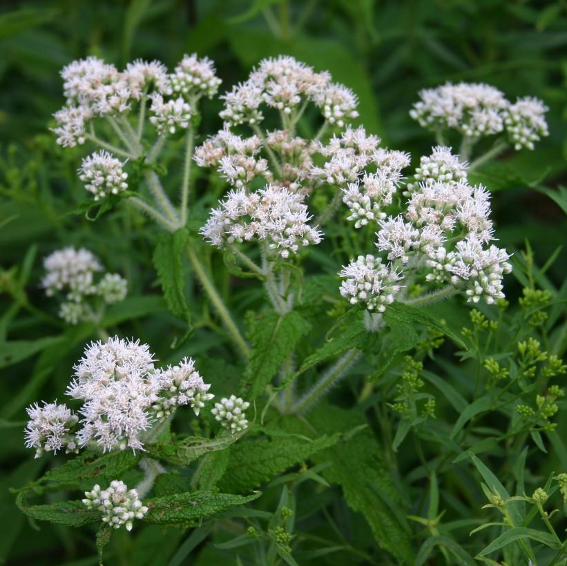 Eupatorium perfoliatum 