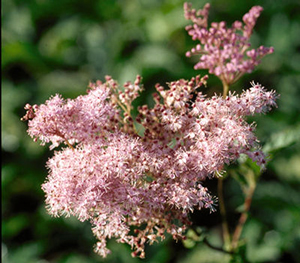 Filipendula rubra 'Venusta'