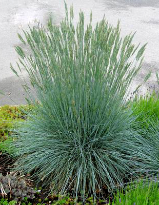 Festuca glauca 'Beyond Blue'