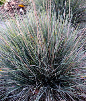 Festuca glauca 'Elijah Blue'