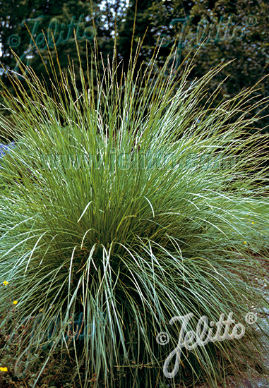 Festuca mairei