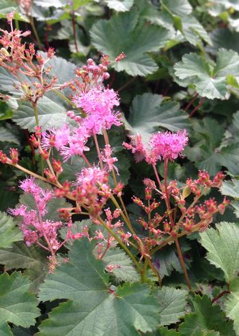 Filipendula 'Kahome'