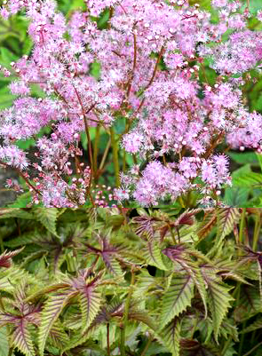 Filipendula 'Red Umbrellas'   