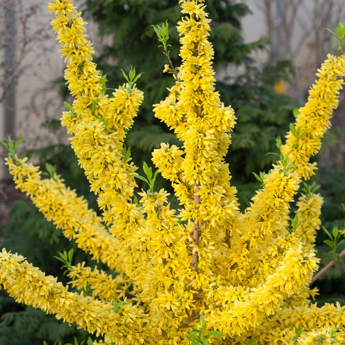 Forsythia 'Show Off'