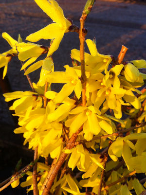 Forsythia ovata 'Northern Gold'