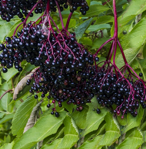 Elderberry - Victoria 