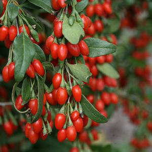 Goji Berry - Firecracker