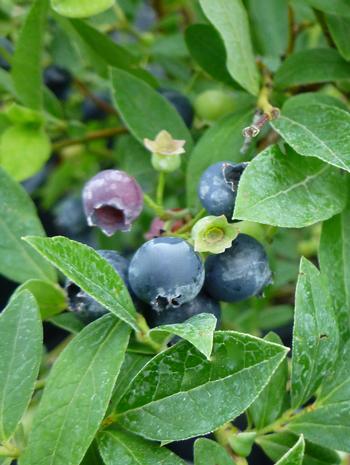 Vaccinium angustifolium