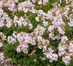 Geranium cantabrigiense 'Biokovo'