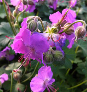 Geranium cantabrigiense 'Cambridge'