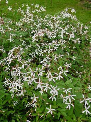 Gillenia trifoliata