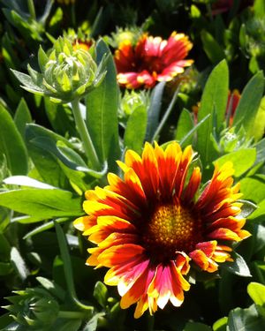 Gaillardia grandiflora 'Goblin'