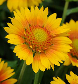 Gaillardia 'Mesa Peach'